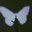stevie avatar