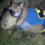 batman capybara