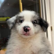 简单男孩肯尼艾斯