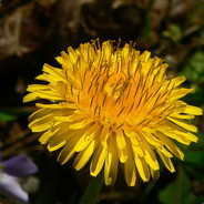 FVS