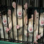 enlightened rat