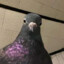 pigeon