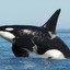 Orcinus Orca