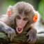 bumbu monkey