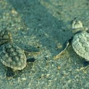 small sea_turtle