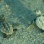 small sea_turtle