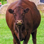 İNEK KÜKREMESİ TslGame.exe!