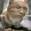 C.c