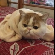 智齿少女张叁叁、