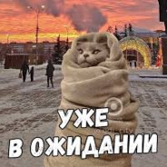 кот в ожидании
