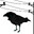 crow (link)