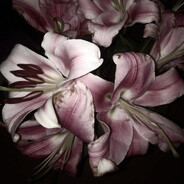 StRoGo Mentaliti - steam id 76561199872237698