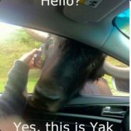 Yak