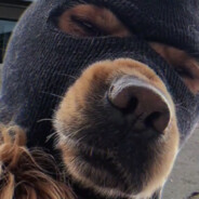 翻斗花园隔壁王大爷