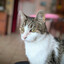 Fifi