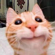 GINGER CAT