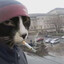 cigarette cat