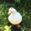 Duc