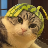 西瓜猫