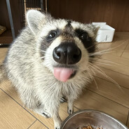 洋柿子有三叉戟