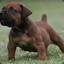 BOERBOEL