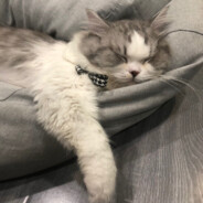 电脑玩家牛爷爷