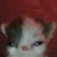 Angry cat with dang big ol head
