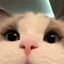 best cat in a world