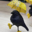 日央