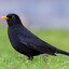 Blackbird