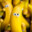 TheBananasToTheWallHost's avatar