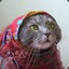 Gypsy Cat