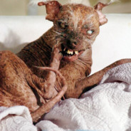 Rat