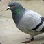 Pigeon3400