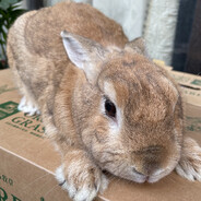 🎧️❤🐇✌✊✋