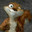 highsquirrel