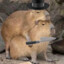 Capy