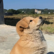 老张家的人就是猛