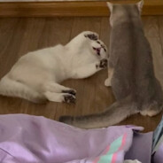 莱茵河（盗版）