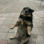 Победилфимоз2008