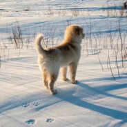 你还是我的白月光吗