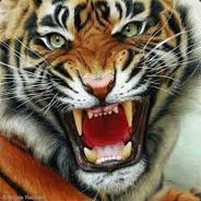 The Furst Tiger csgofp.com