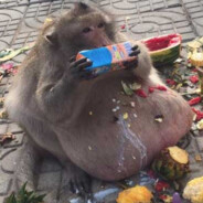 Surprise bitch shao ni ma