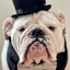 CoolDog10462