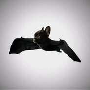 alex certified killa