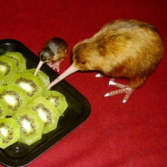 kiwi