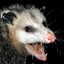 OpossumPete