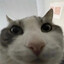 Nemo