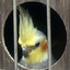 criminal bird