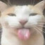 Linguaa